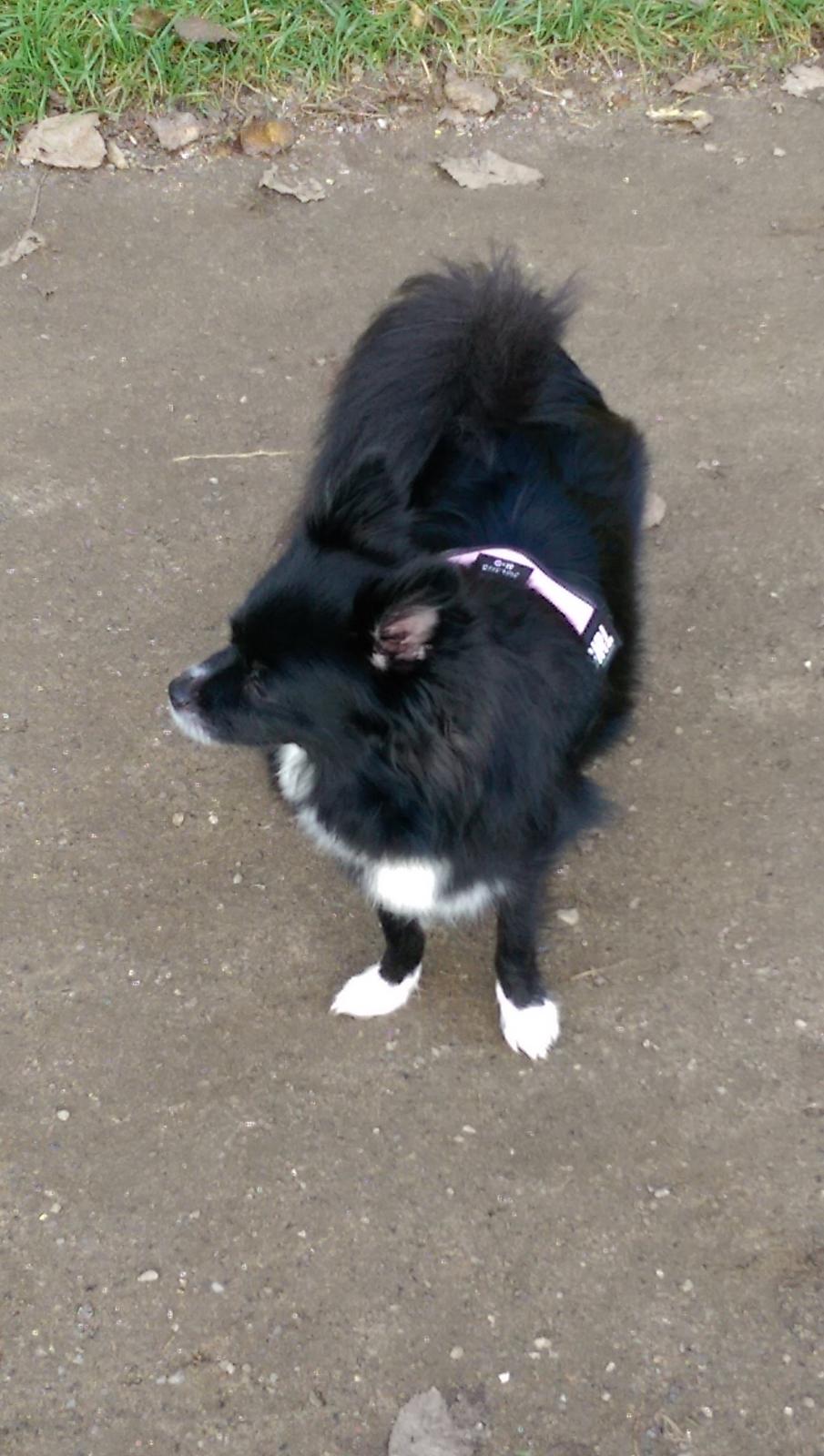 Blanding af racer Lille billede 28