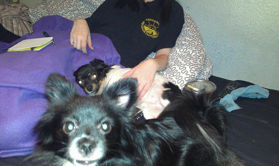 Blanding af racer Lille billede 29