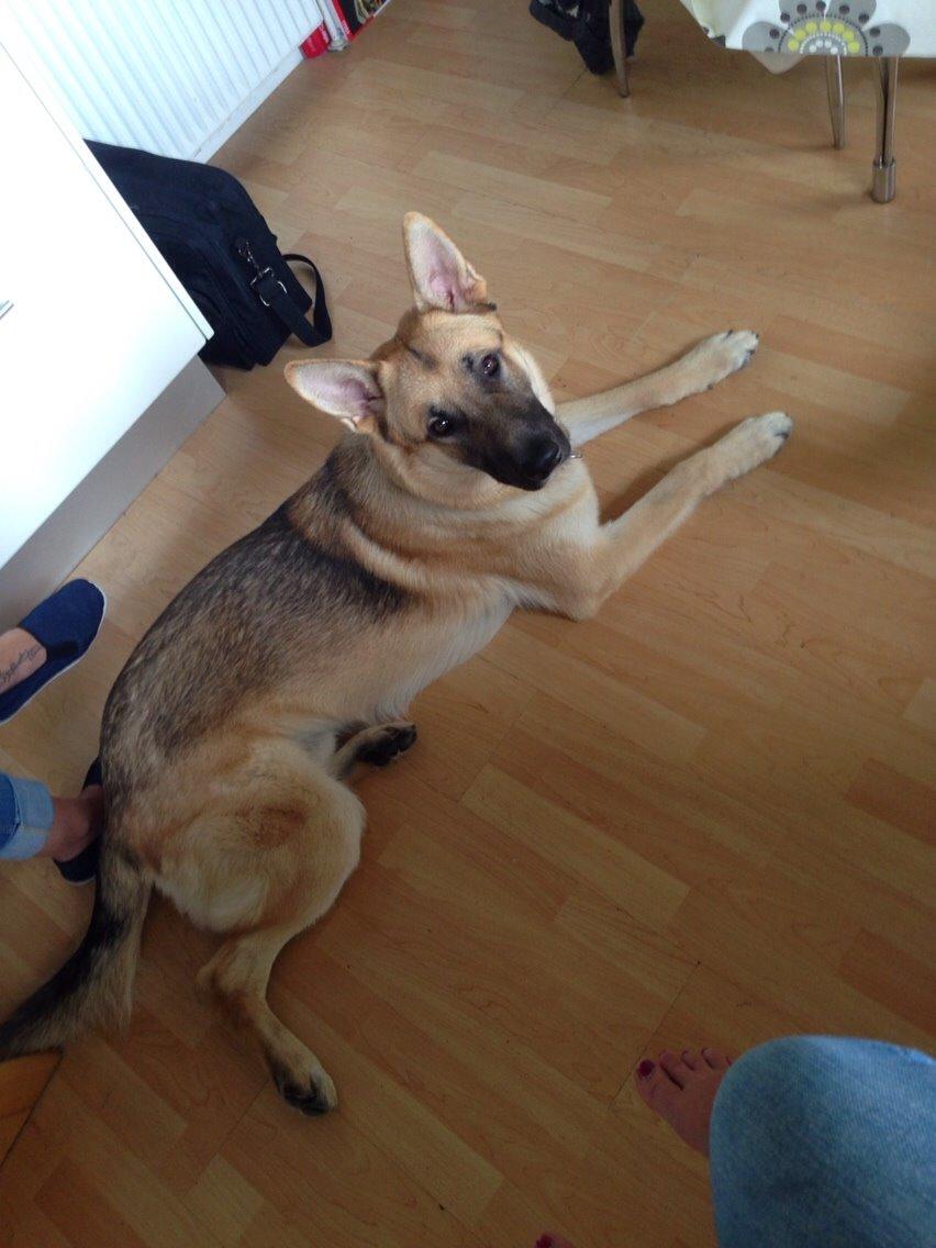 Schæferhund Charlie billede 8