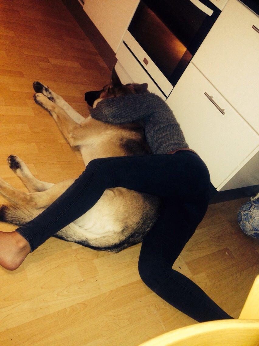 Schæferhund Charlie billede 7