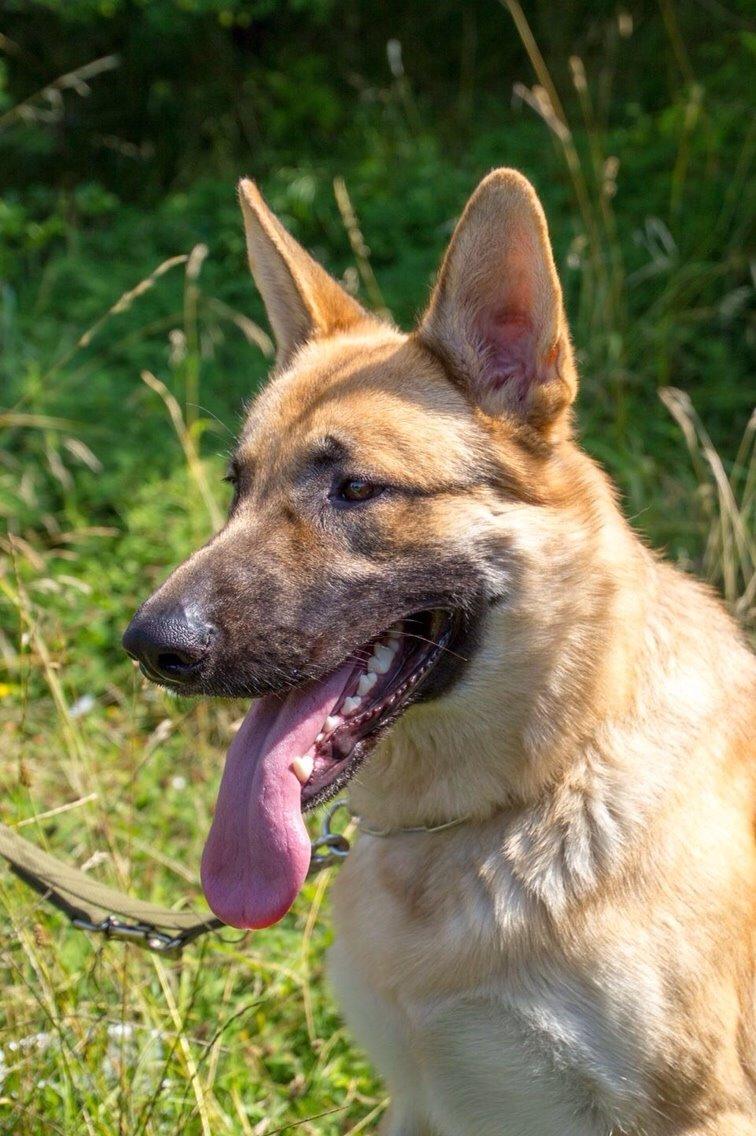 Schæferhund Charlie billede 9