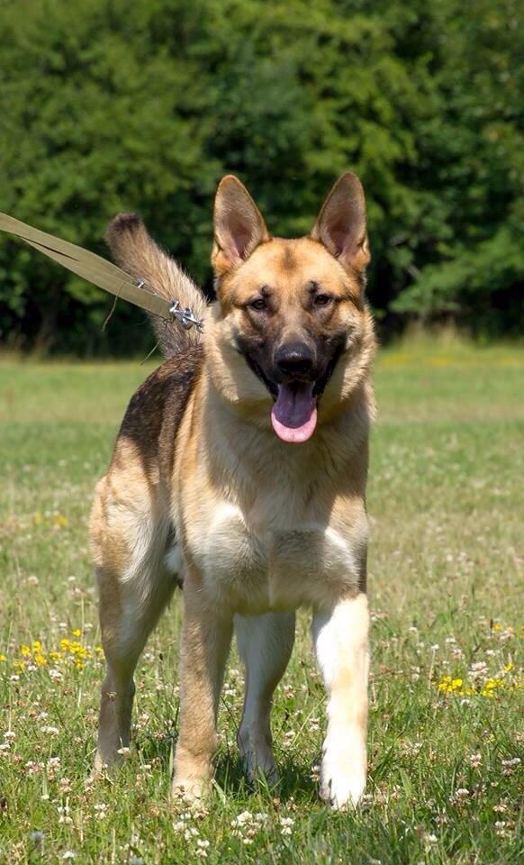 Schæferhund Charlie billede 10