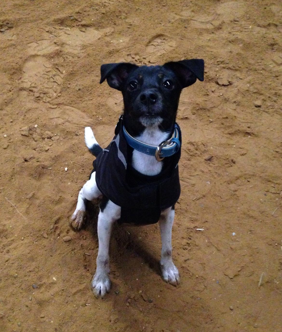 Blanding af racer La Chica - Se lige hvor fræk jeg er billede 22