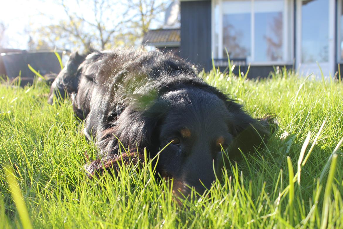 Gravhund Karl  - Karl i sommerhus, 2014 billede 36