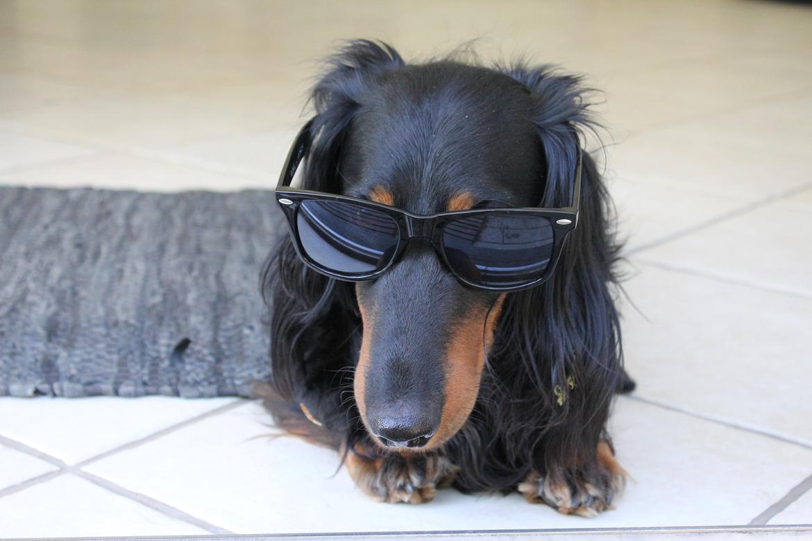 Gravhund Karl  - 2014 billede 37