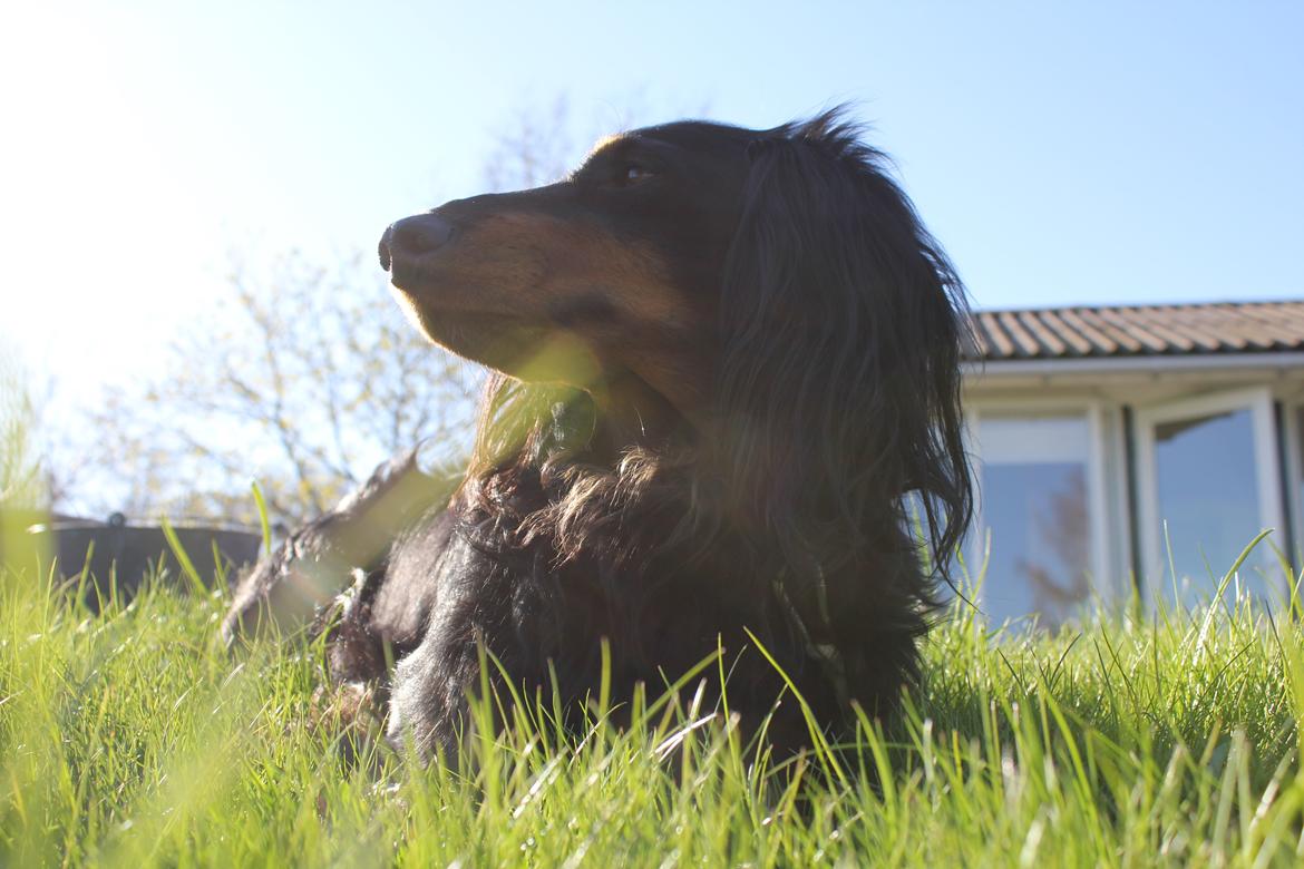 Gravhund Karl  - 2014 billede 26