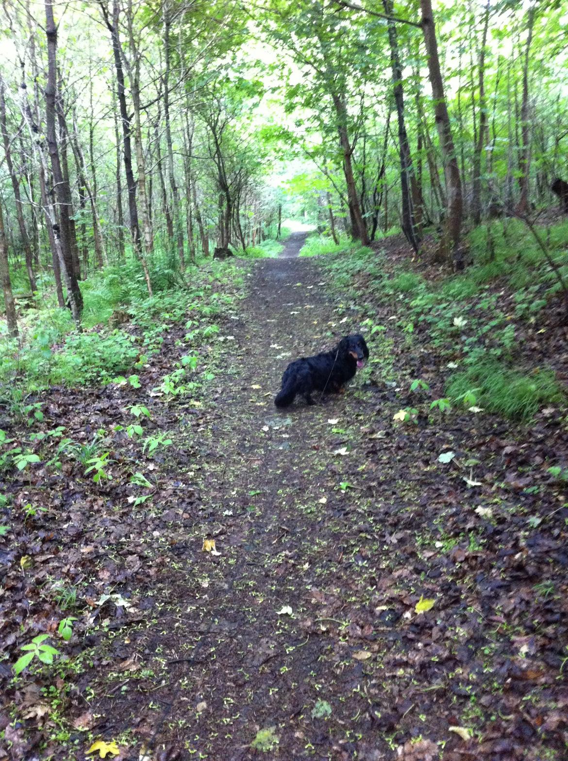 Gravhund Karl  - En tur i skoven, kan ikke huske om et er fra 2013 eller 2014 billede 38