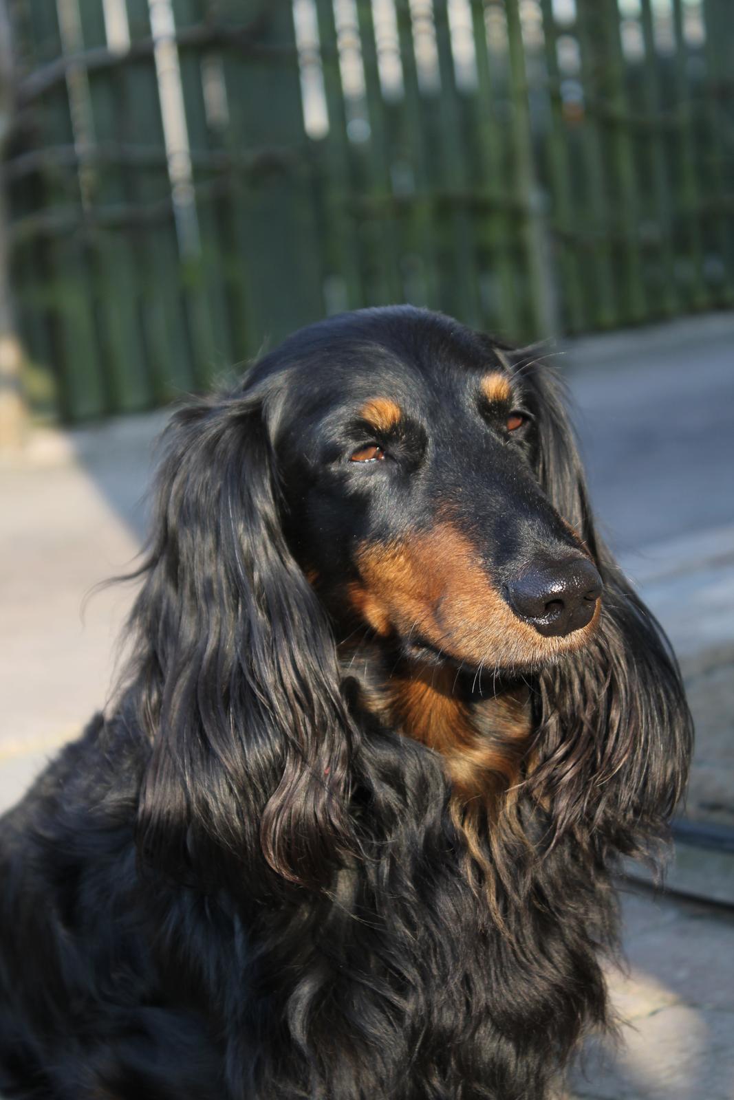 Gravhund Karl  - Fantastiske hund <3 2014 billede 39