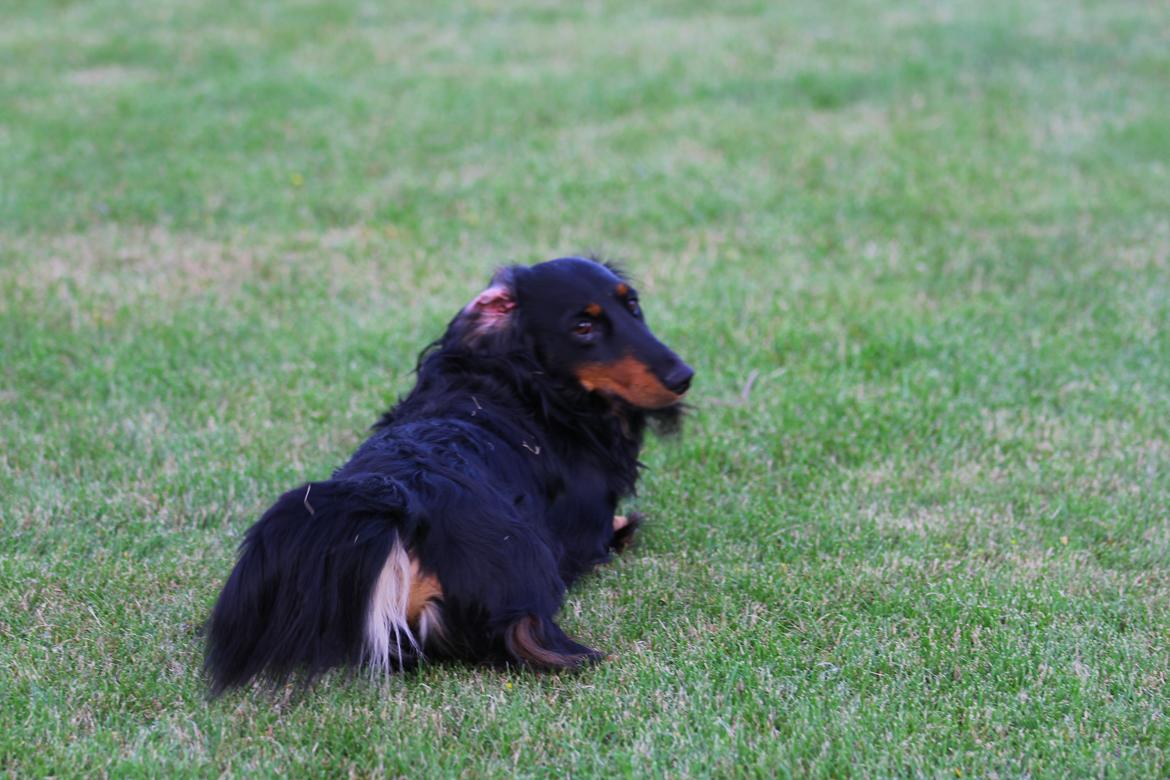 Gravhund Karl  - Efter rulletur. Sommer 2012 billede 21