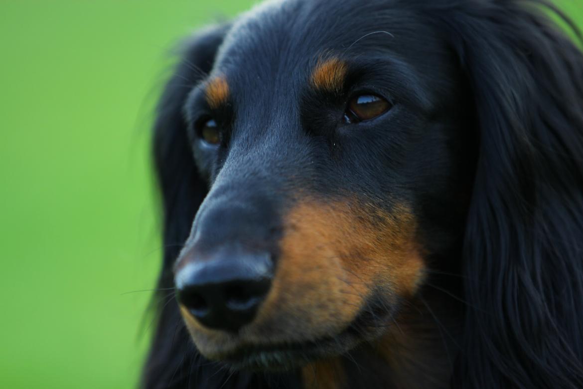 Gravhund Karl  - Sommer 2012 billede 4