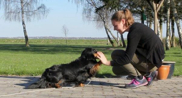 Gravhund Karl  - high five. 2013 billede 41