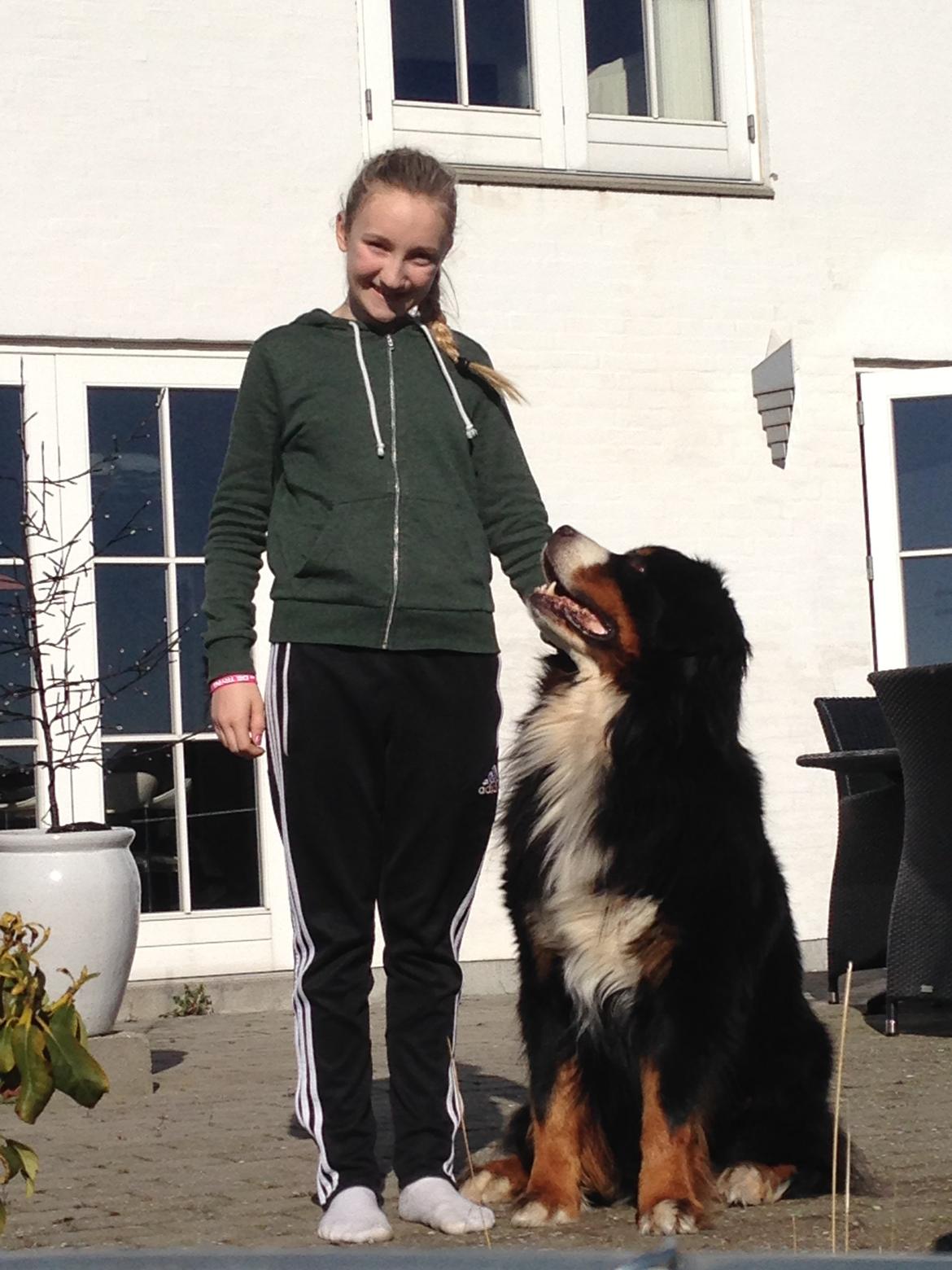 Berner sennenhund bocjo billede 1