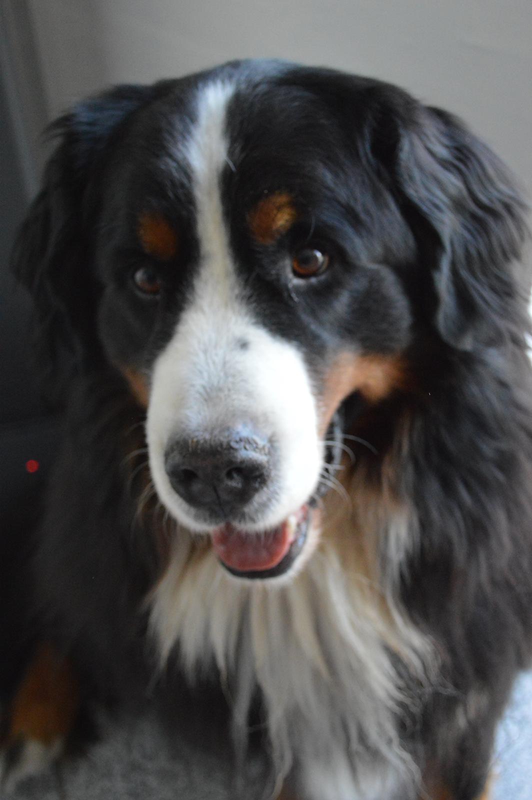 Berner sennenhund bocjo billede 2