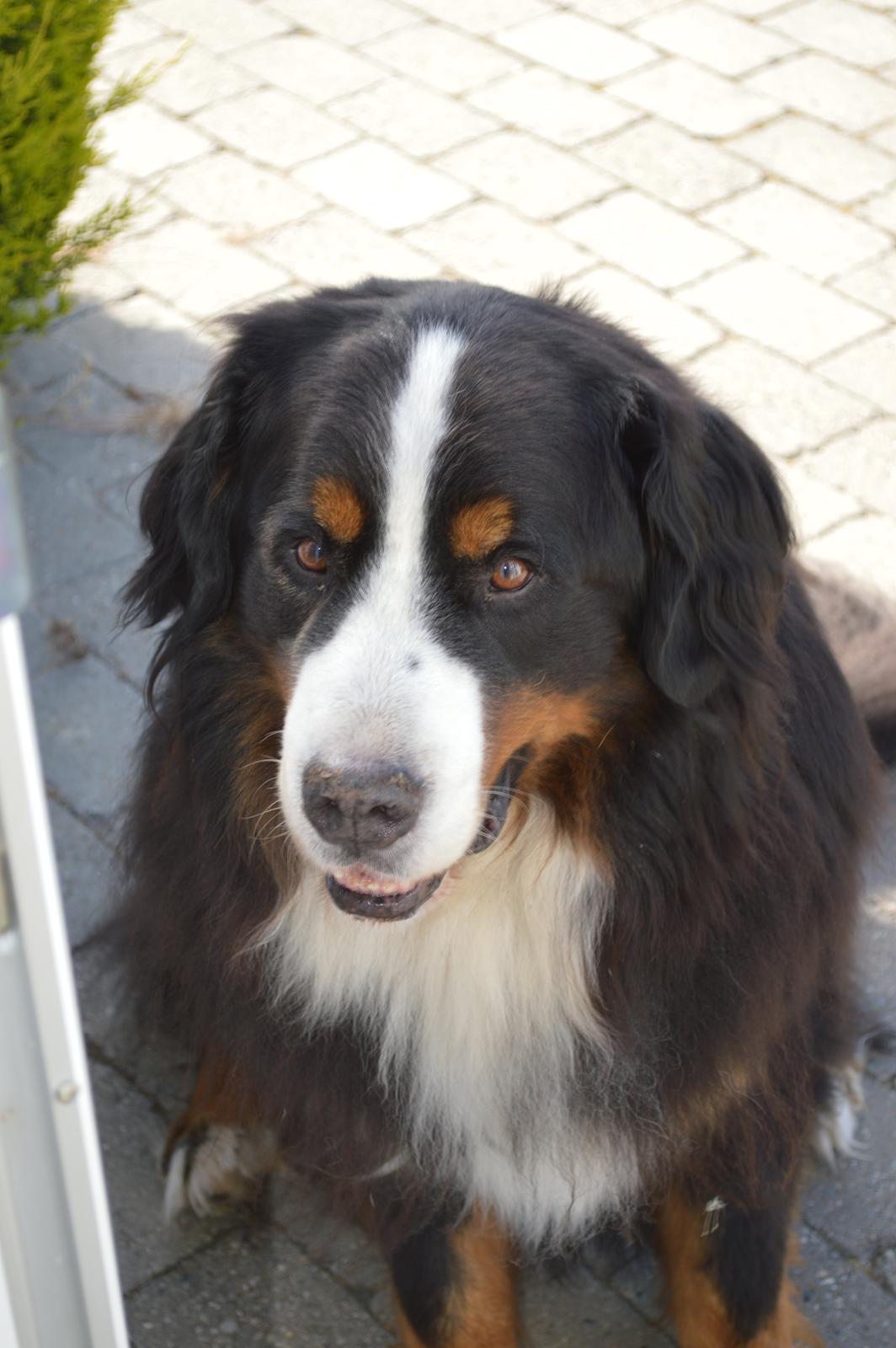 Berner sennenhund bocjo billede 3