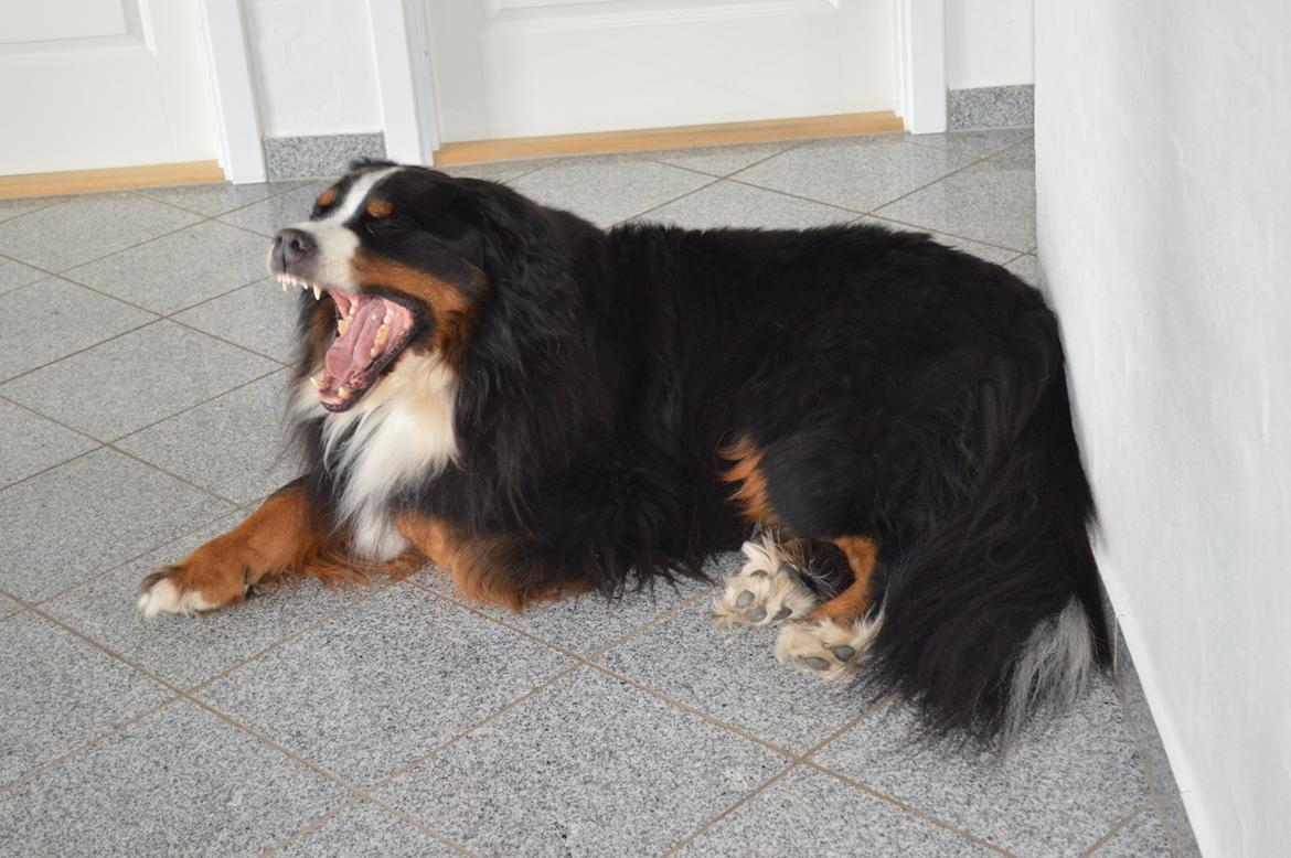 Berner sennenhund bocjo billede 4