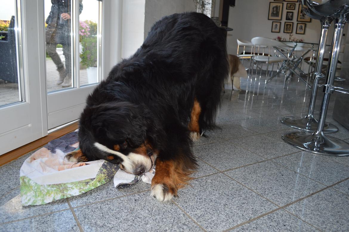 Berner sennenhund bocjo billede 5
