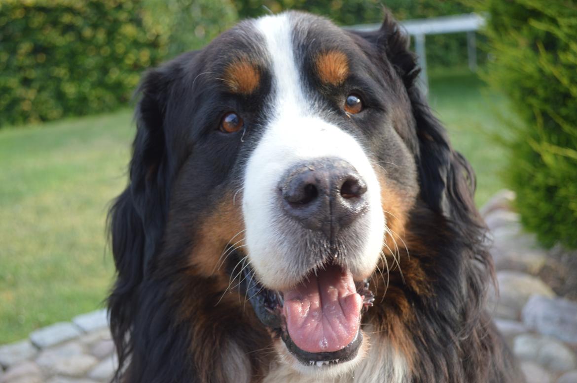 Berner sennenhund bocjo billede 6