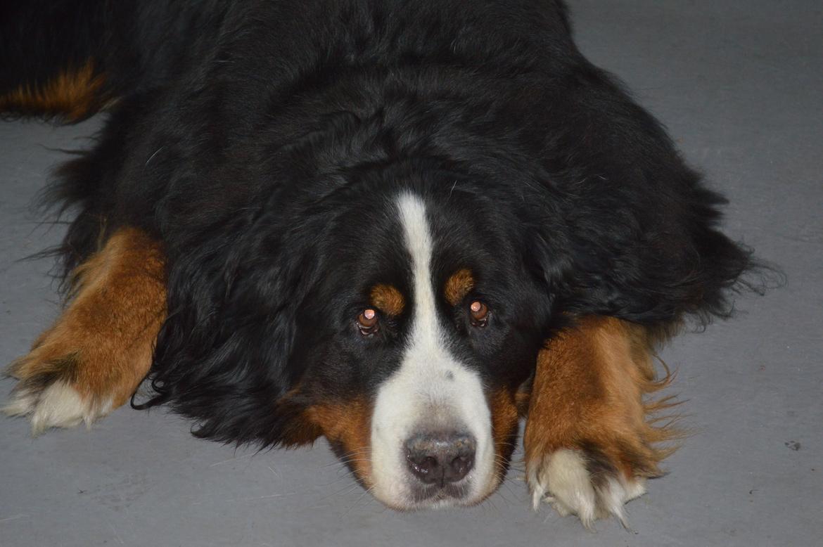 Berner sennenhund bocjo billede 7