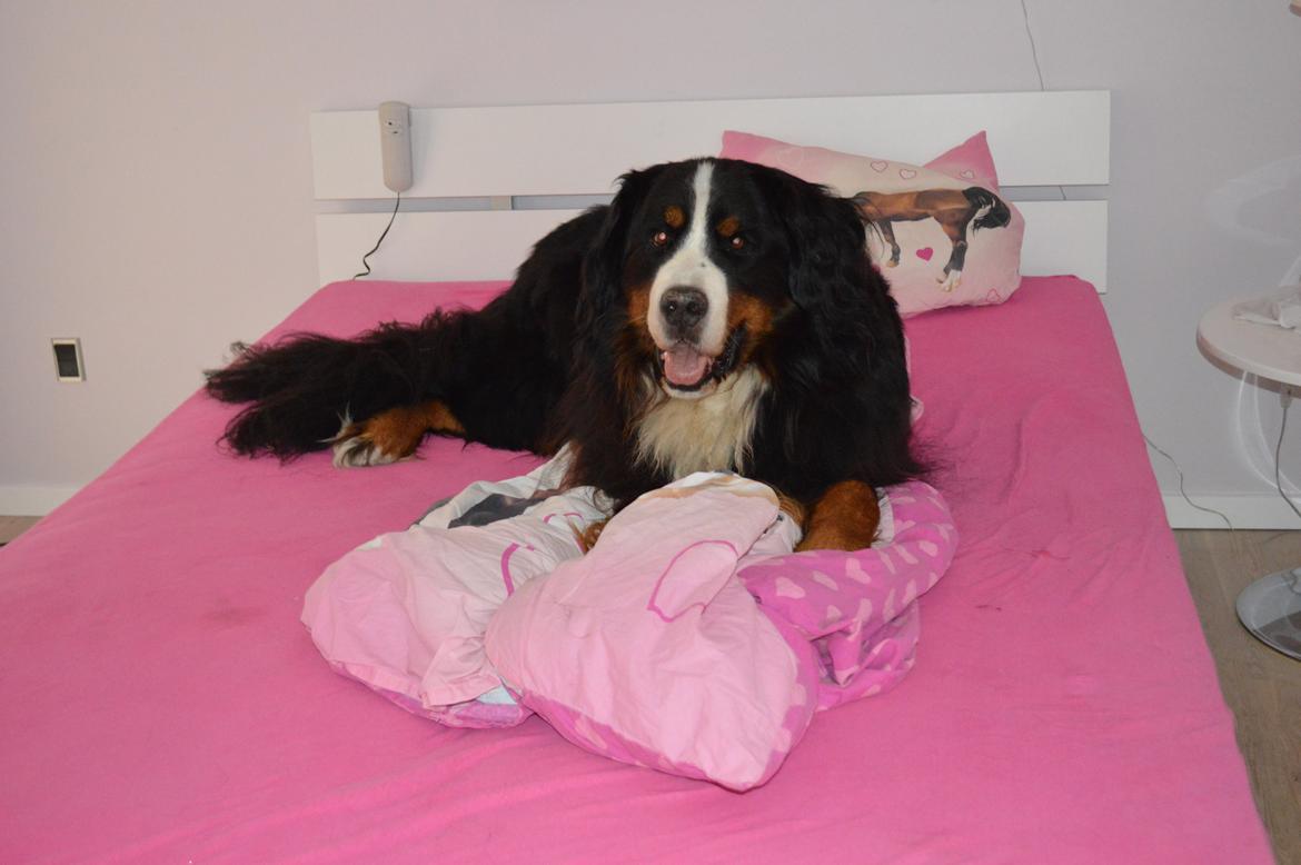 Berner sennenhund bocjo billede 8