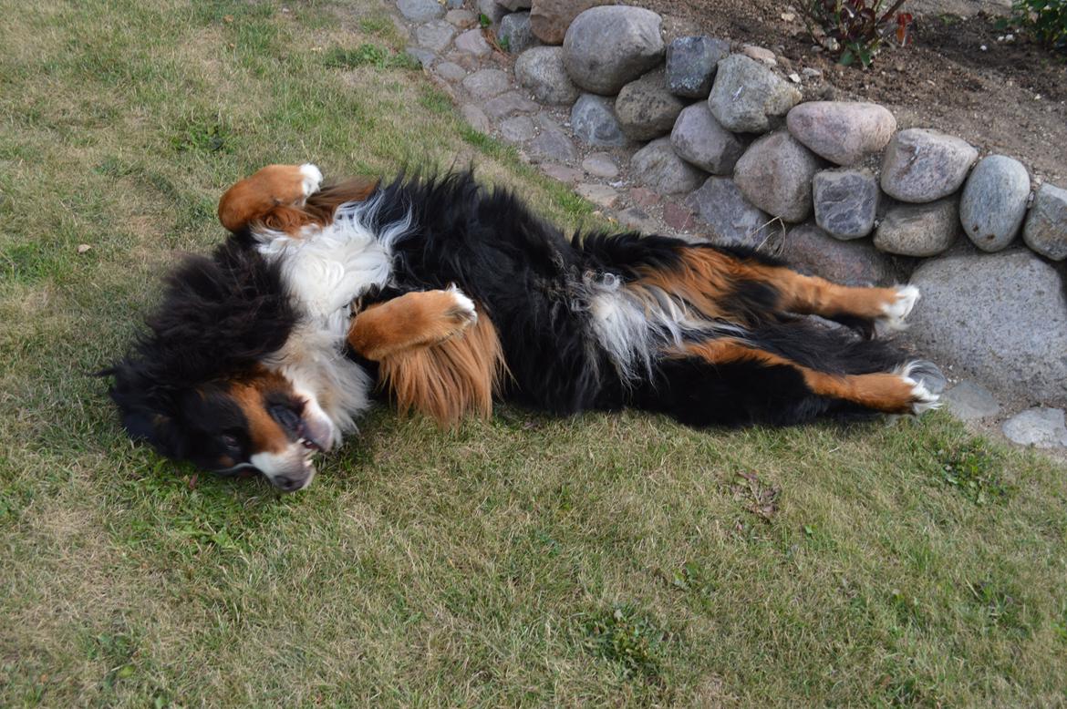 Berner sennenhund bocjo billede 9