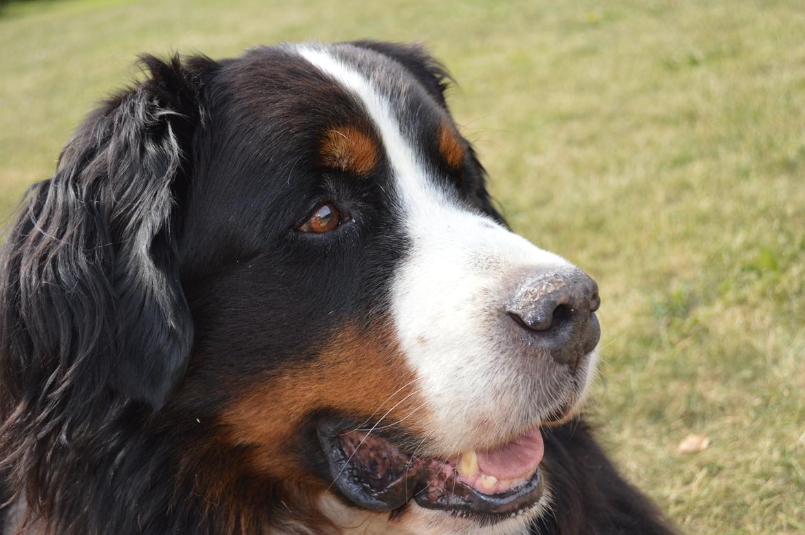 Berner sennenhund bocjo billede 11