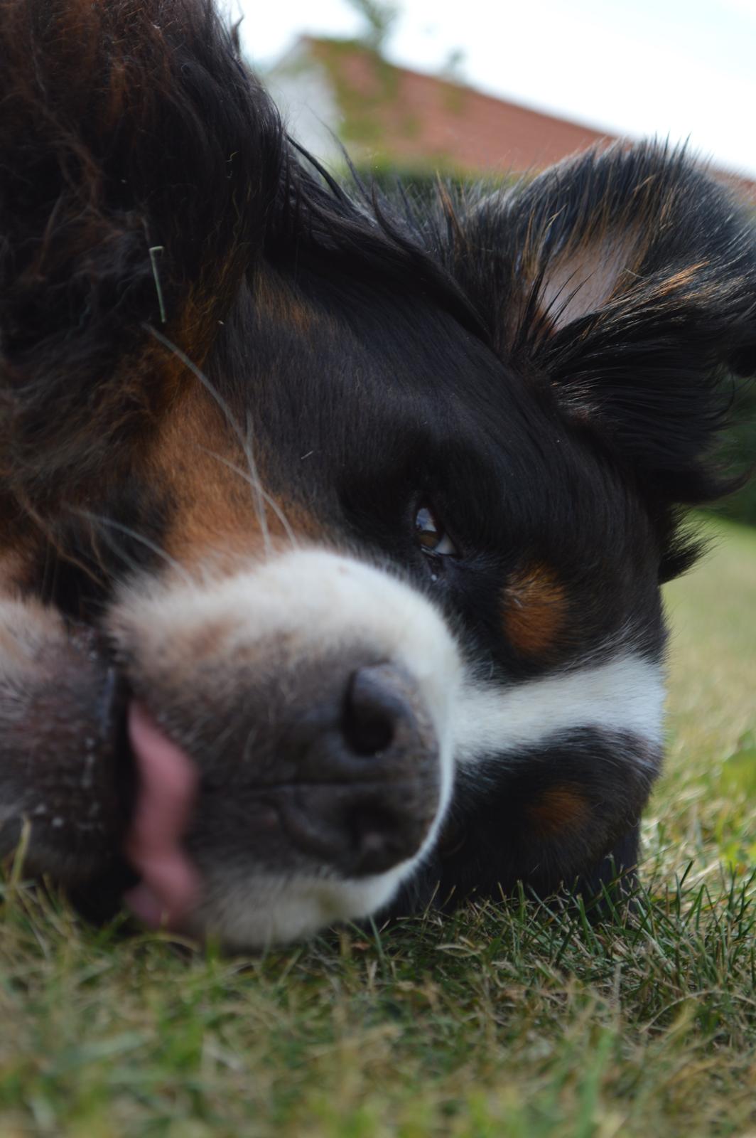 Berner sennenhund bocjo billede 10