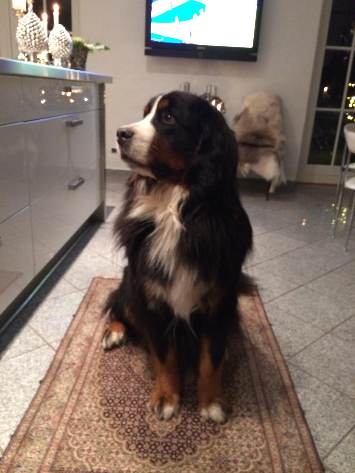 Berner sennenhund bocjo billede 12