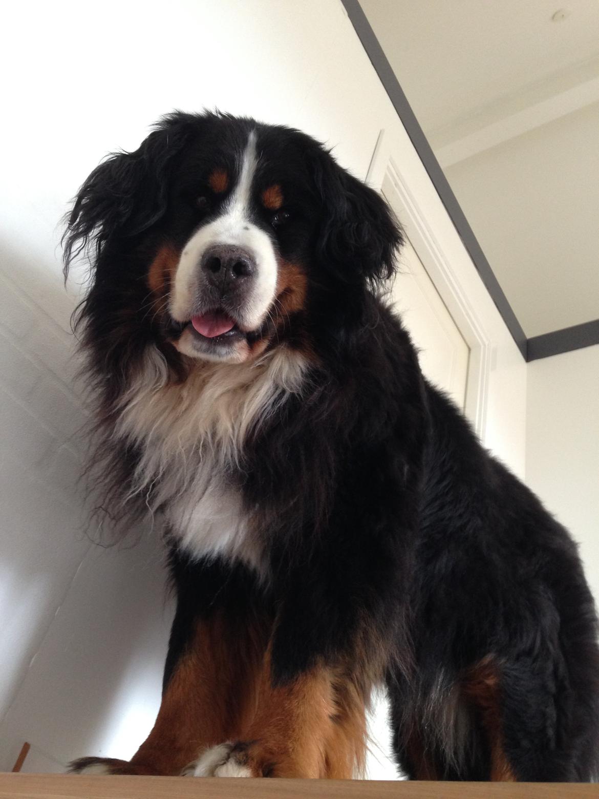 Berner sennenhund bocjo billede 13