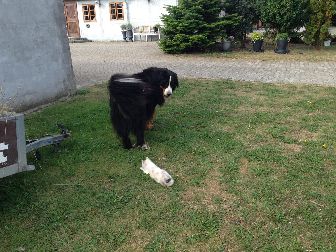 Berner sennenhund bocjo billede 14