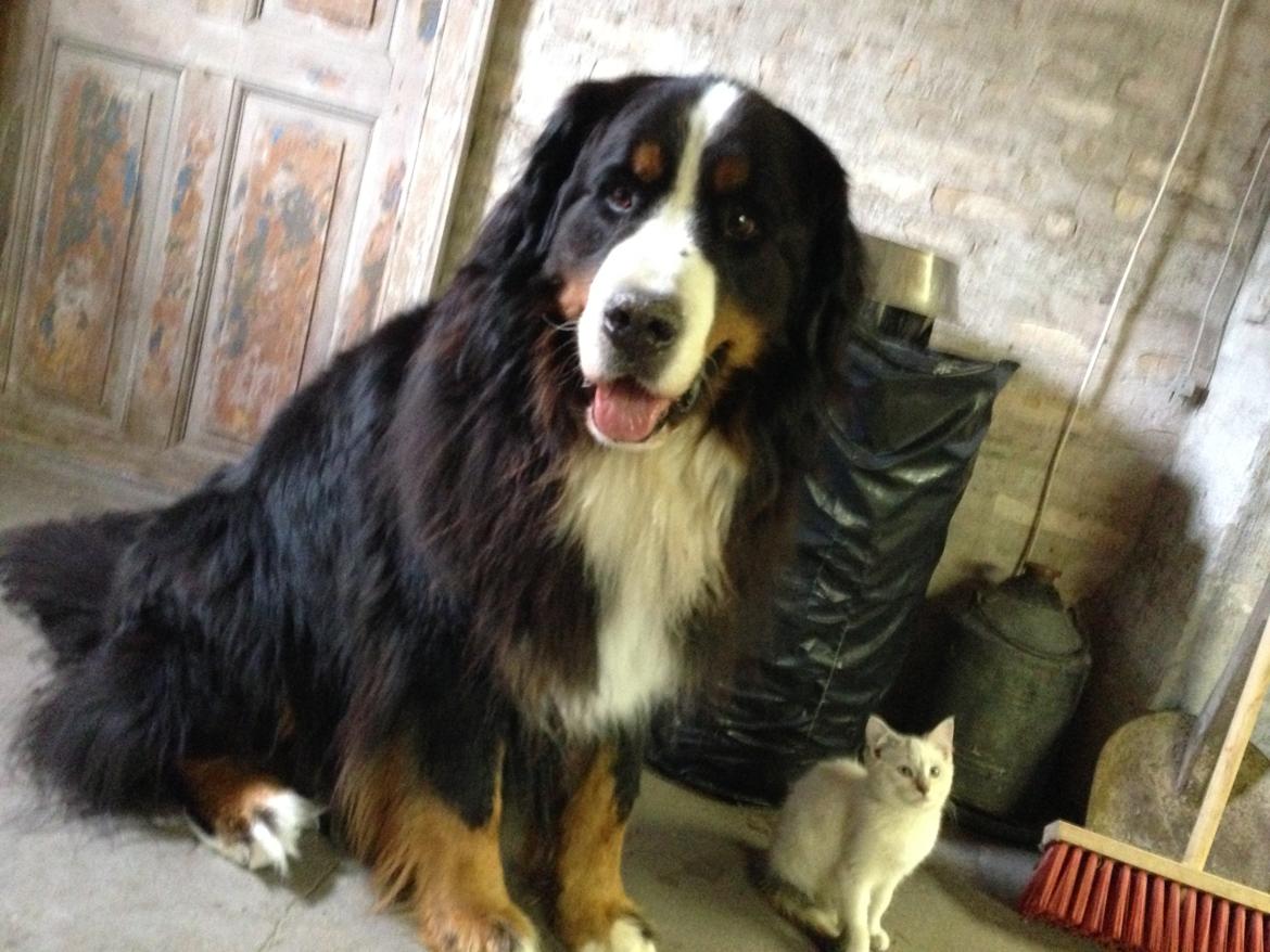 Berner sennenhund bocjo billede 15