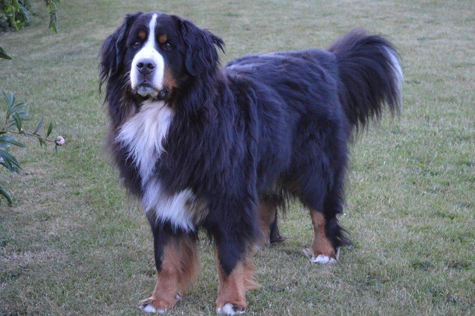 Berner sennenhund bocjo billede 16