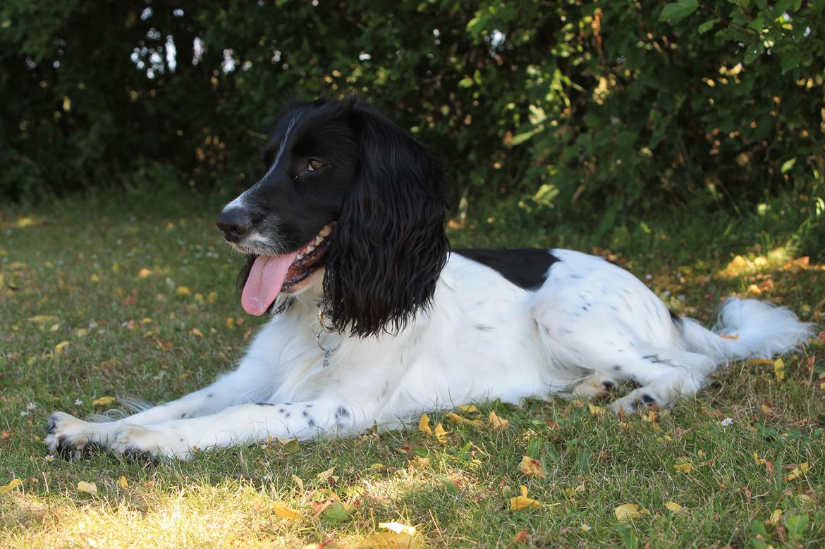 Blanding af racer Pluto billede 3