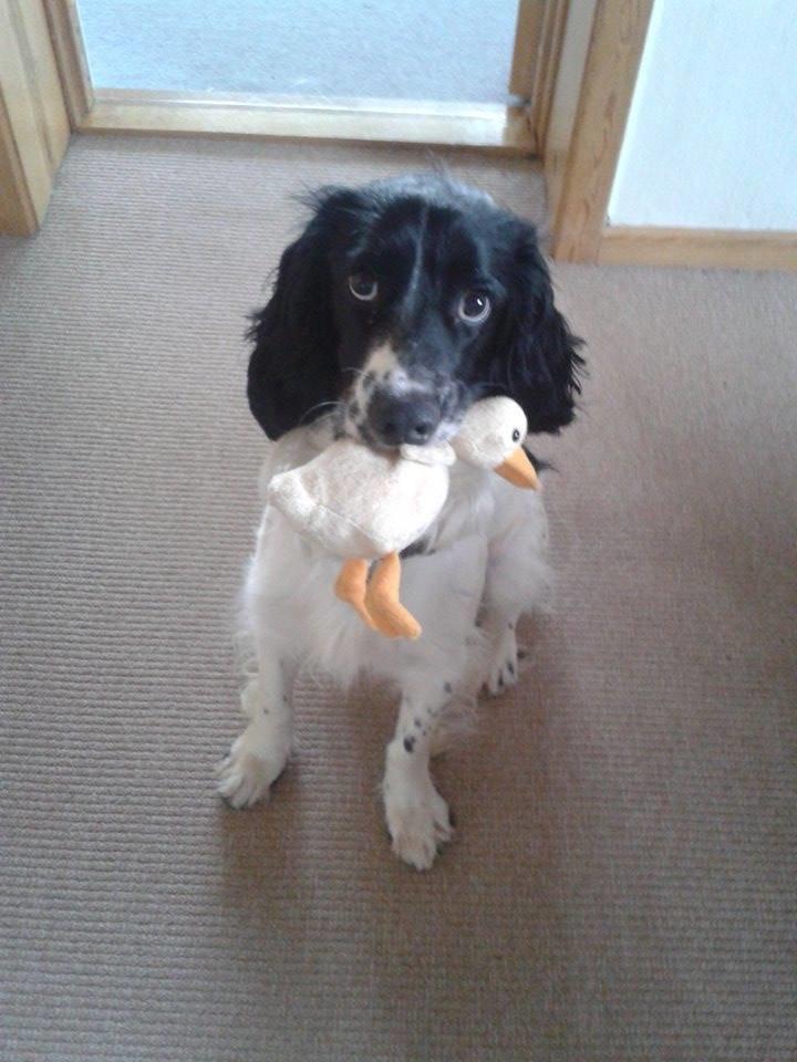 Blanding af racer Pluto billede 11