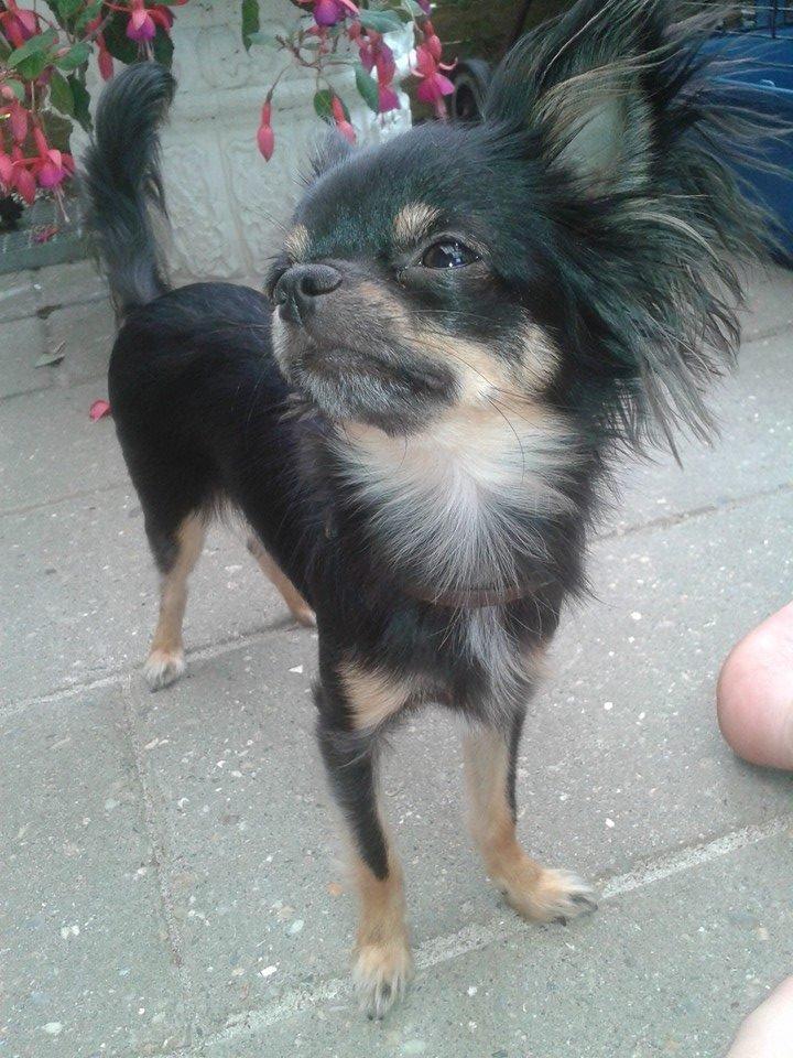 Chihuahua Lucky - Lucky ca- 1½ år billede 36