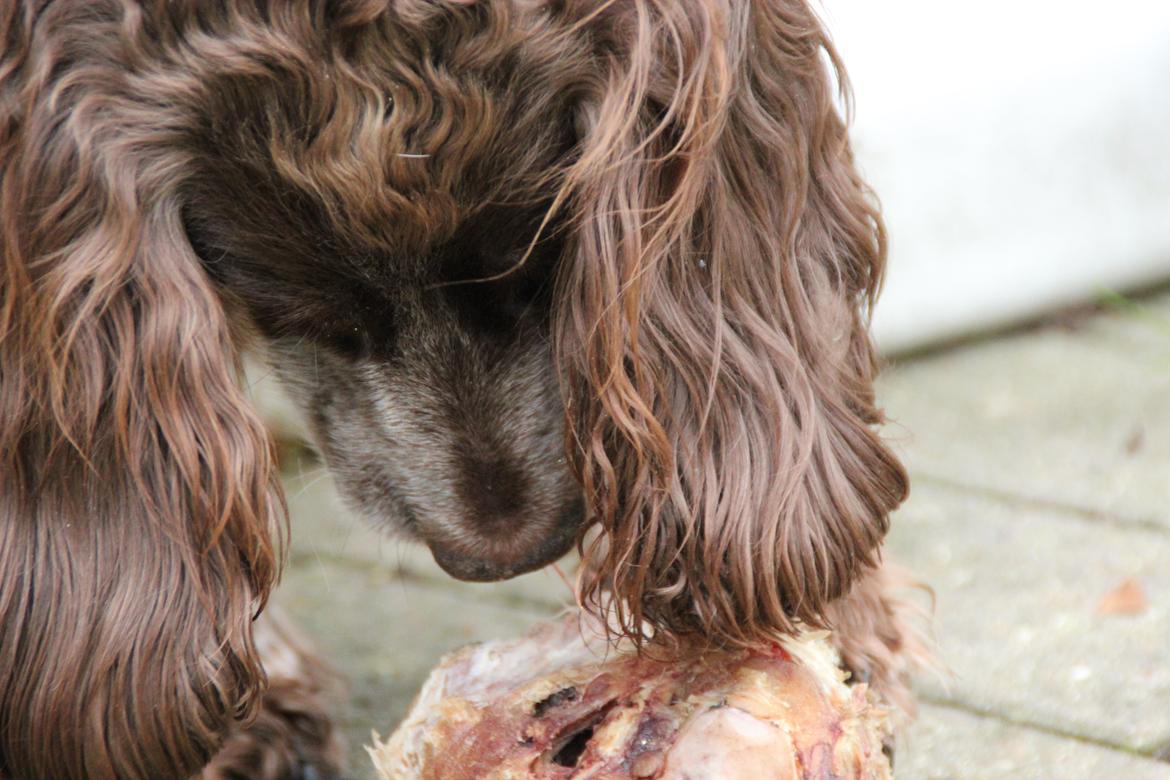 Field Trial Cockerspaniel Smut R.I.P. <3 - Et af de sidste billeder af hende :´-( billede 10