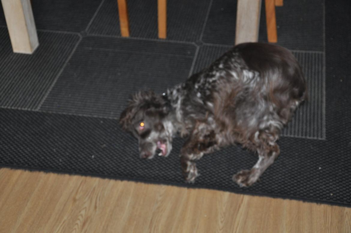 Field Trial Cockerspaniel Smut R.I.P. <3 billede 11