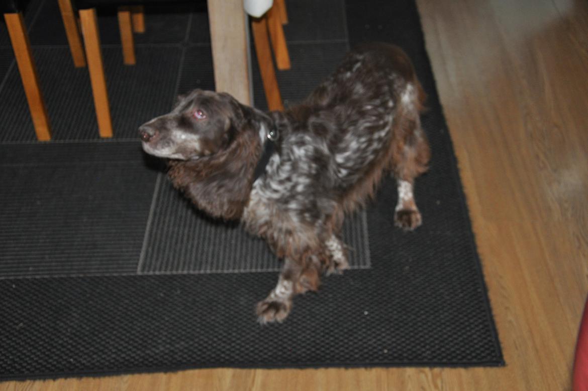 Field Trial Cockerspaniel Smut R.I.P. <3 billede 12