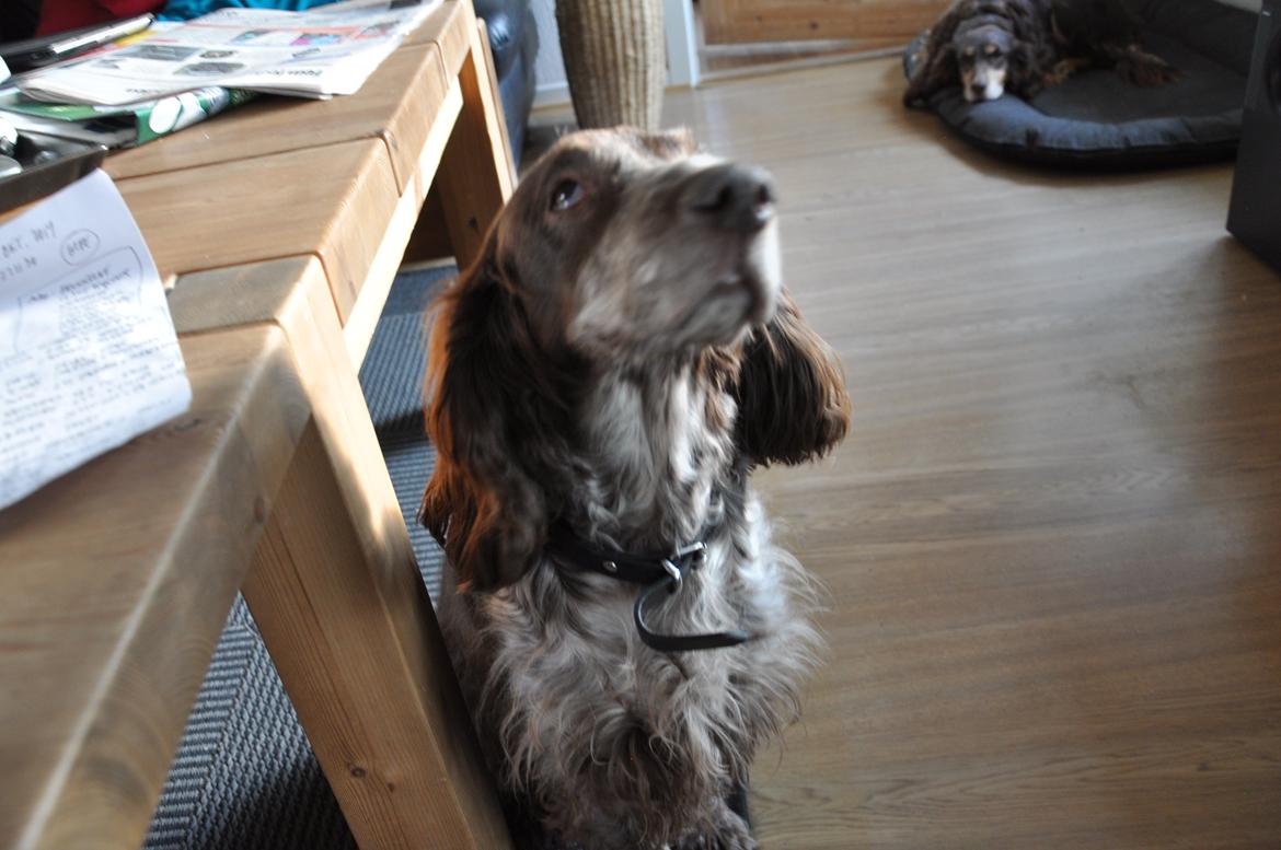 Field Trial Cockerspaniel Smut R.I.P. <3 billede 13