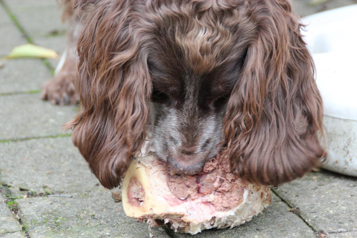 Field Trial Cockerspaniel Smut R.I.P. <3 billede 15