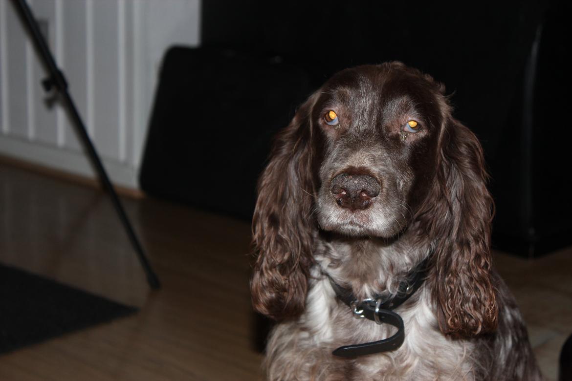 Field Trial Cockerspaniel Smut R.I.P. <3 billede 16