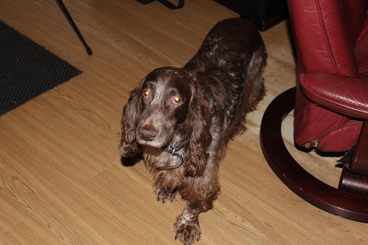 Field Trial Cockerspaniel Smut R.I.P. <3 billede 19