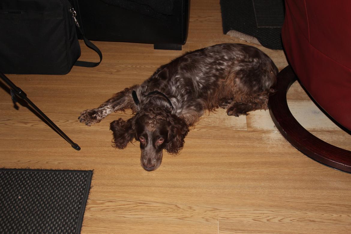 Field Trial Cockerspaniel Smut R.I.P. <3 billede 23