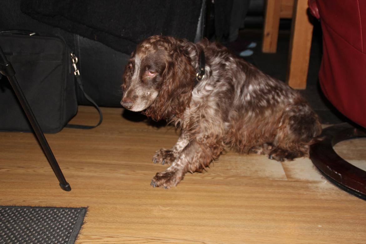 Field Trial Cockerspaniel Smut R.I.P. <3 billede 24