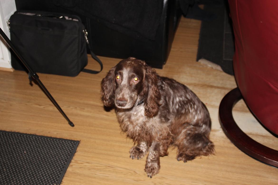 Field Trial Cockerspaniel Smut R.I.P. <3 billede 25