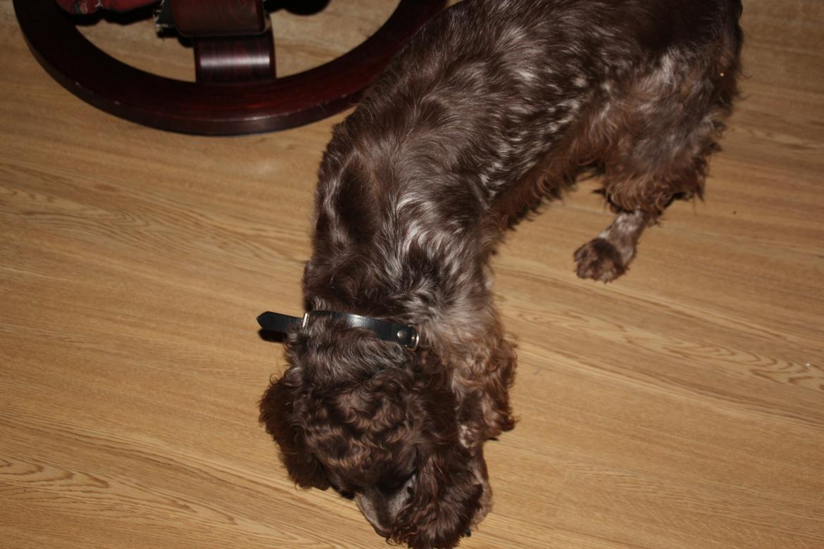 Field Trial Cockerspaniel Smut R.I.P. <3 billede 2