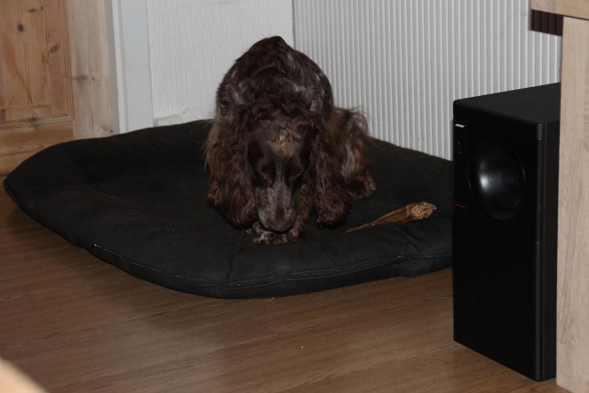 Field Trial Cockerspaniel Smut R.I.P. <3 billede 26