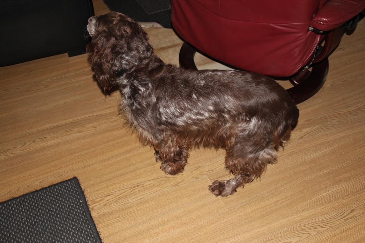 Field Trial Cockerspaniel Smut R.I.P. <3 billede 28