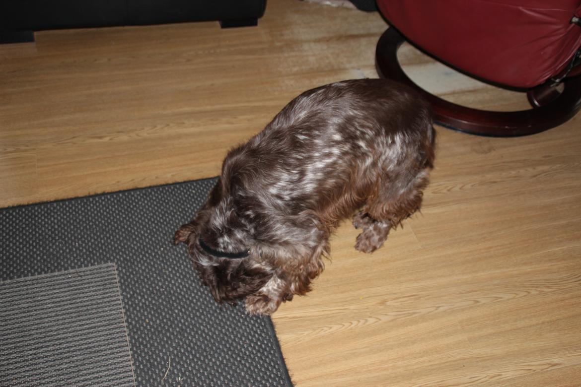 Field Trial Cockerspaniel Smut R.I.P. <3 billede 29