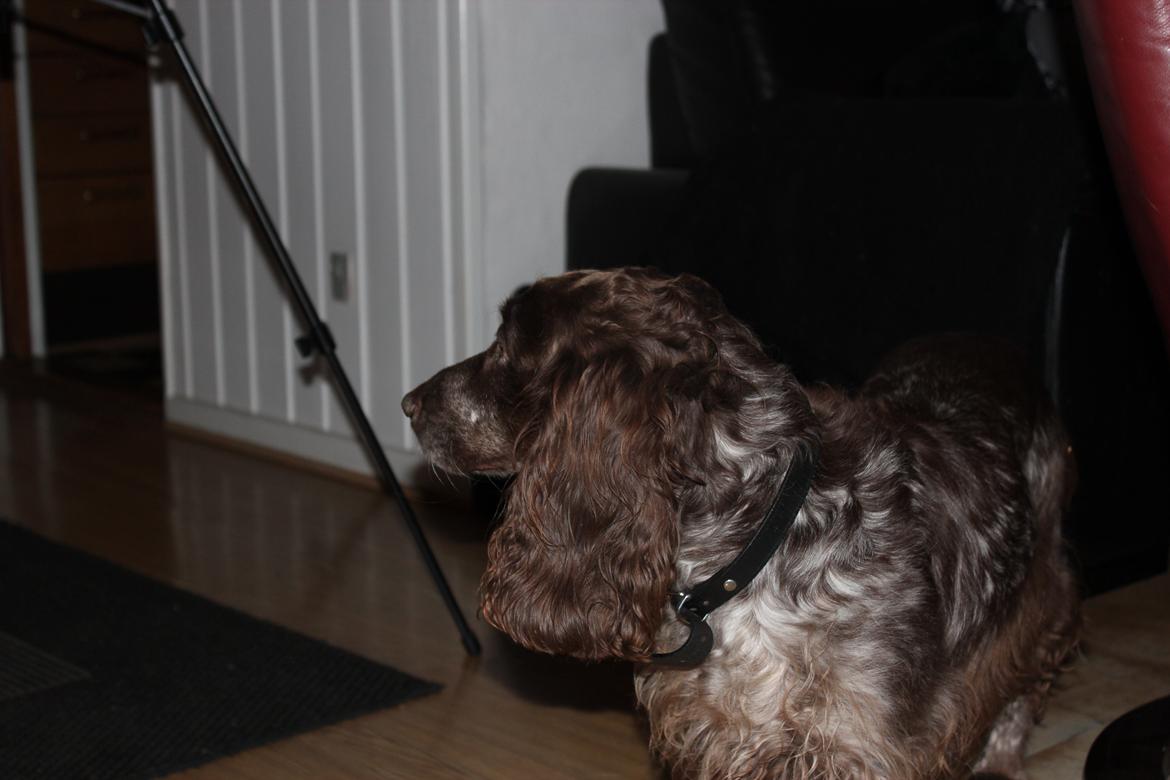 Field Trial Cockerspaniel Smut R.I.P. <3 billede 20