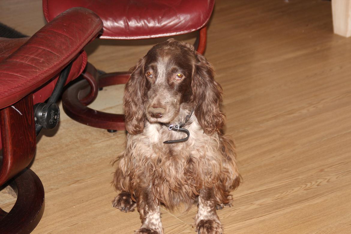 Field Trial Cockerspaniel Smut R.I.P. <3 billede 21